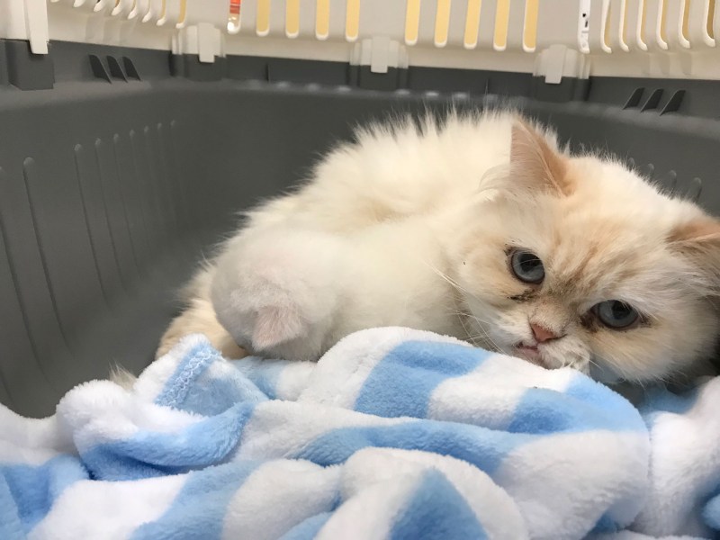 Кошка заболела