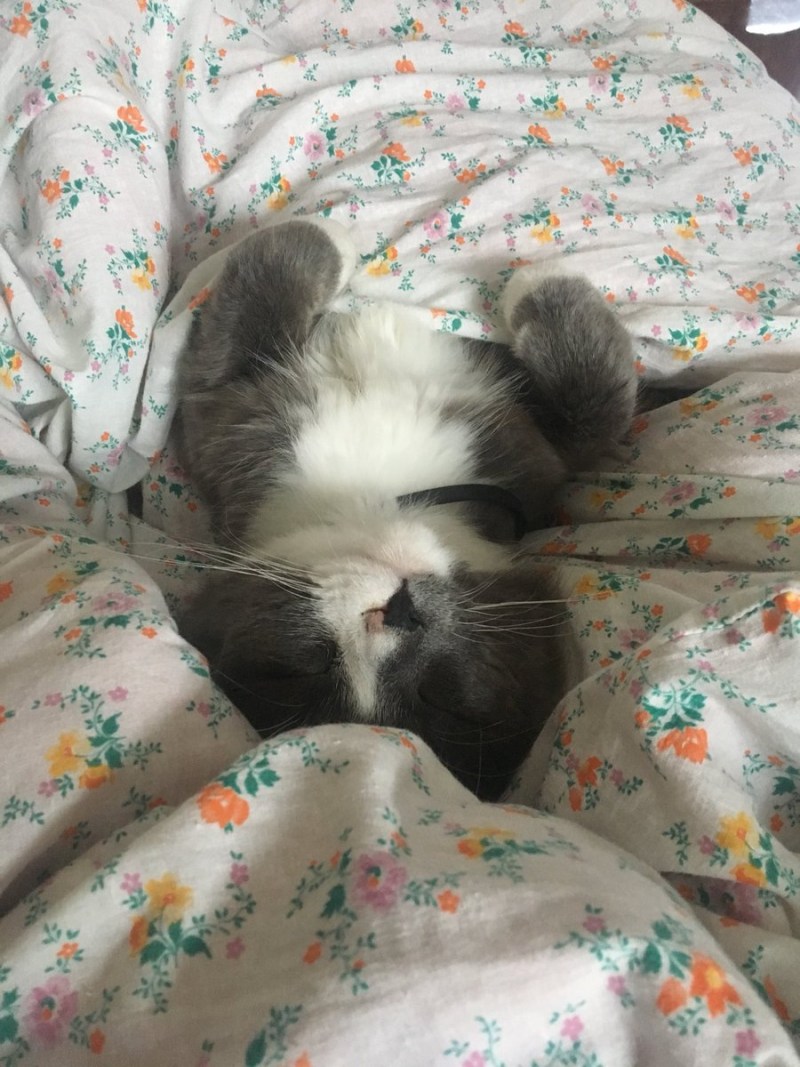 Кошачья чумка панлейкопения