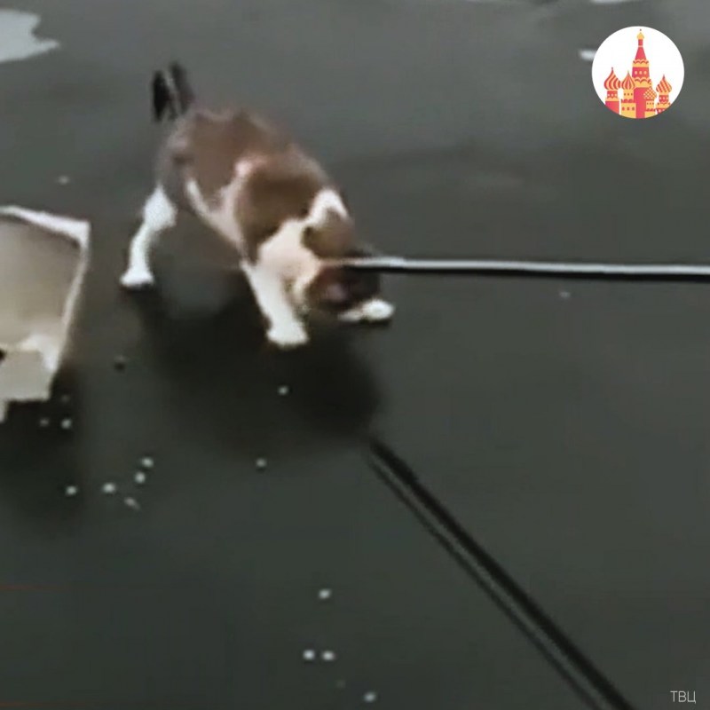 Кошка на льду видео