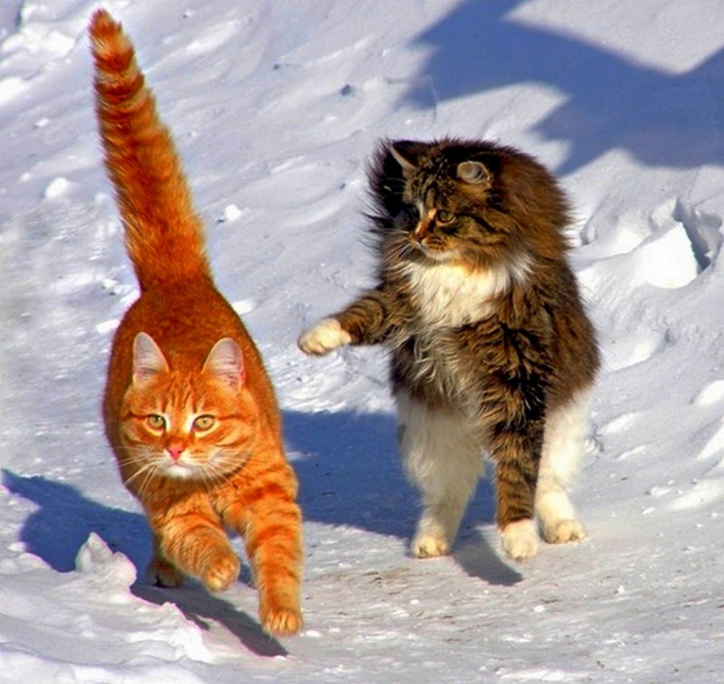 Мартовская кошка