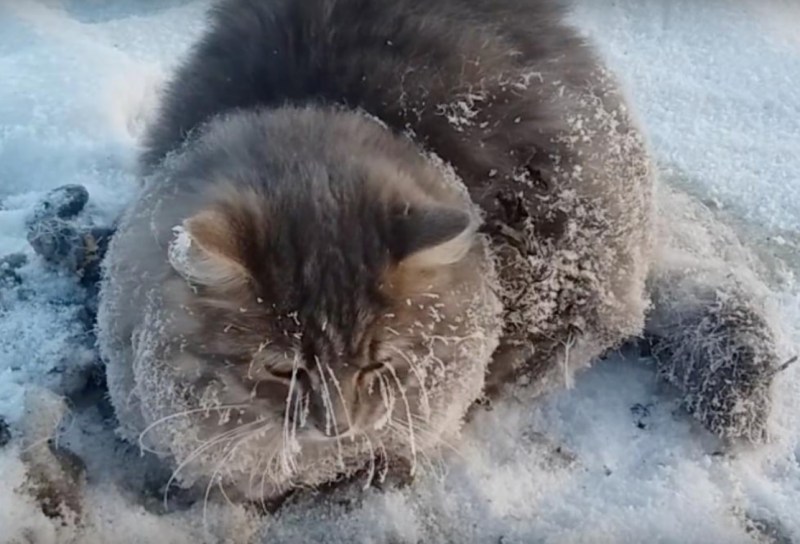 Замерзший котенок