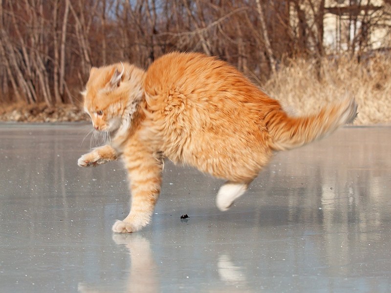 Коты на льду
