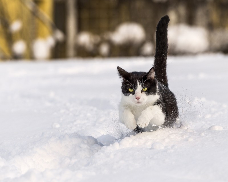 Кошка зима
