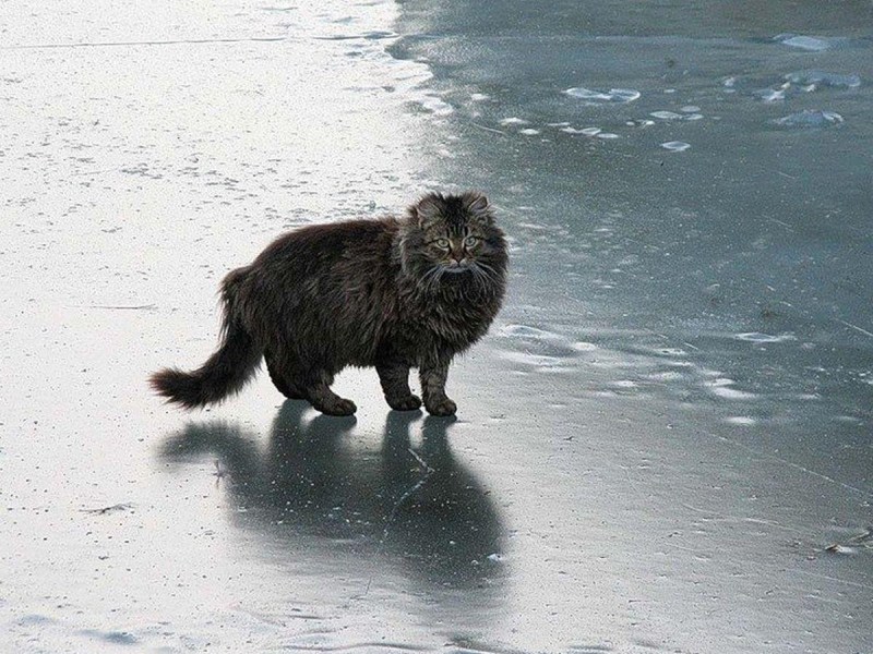 Скользко кот