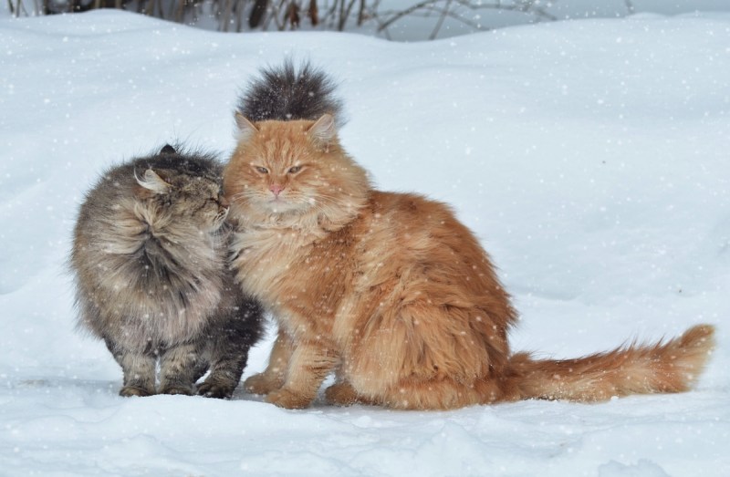 Собаки и кошки зима