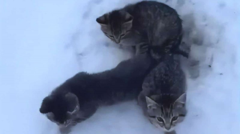Спасли замерзающих котят