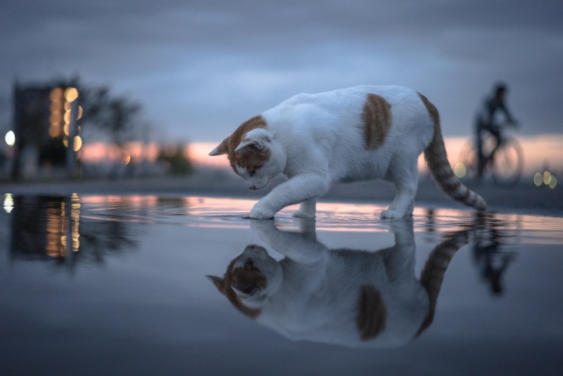 Кот в луже
