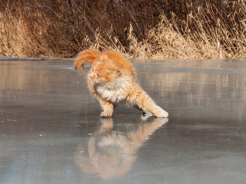 Гололед кот