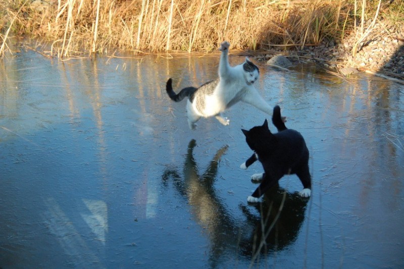 Коты на льду