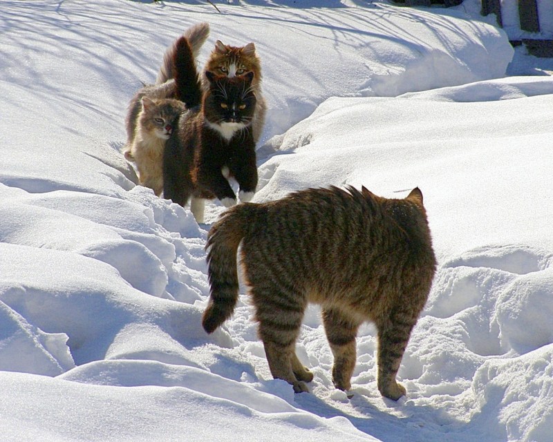 Коты зима
