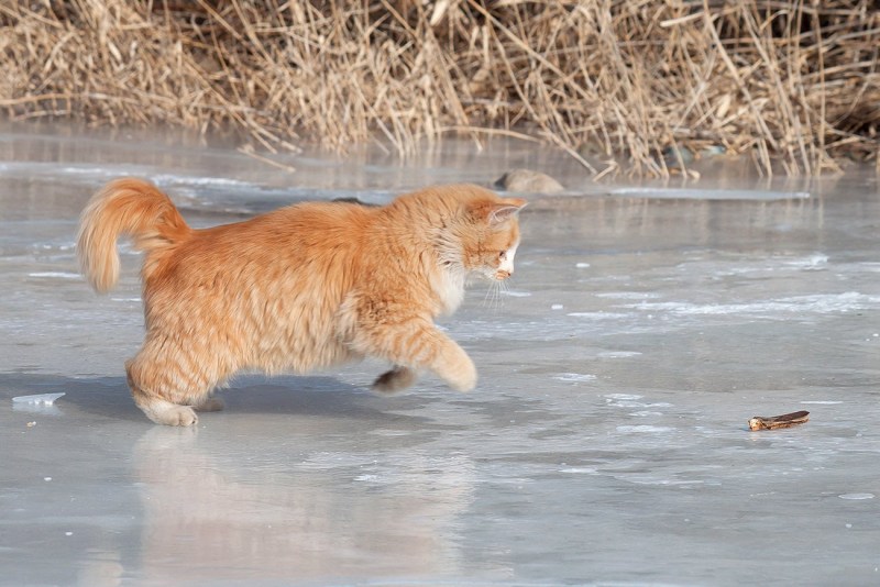 Коты на льду бега