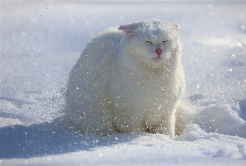 Снежный кот