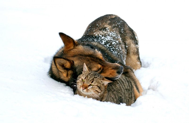 Бездомные коты в снегу