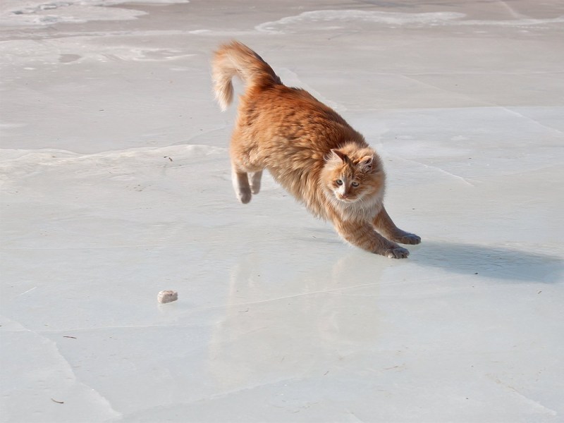 Кот скользит на льду
