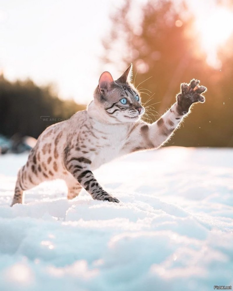 Кошка в снегу