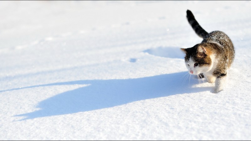 Следы кота на снегу