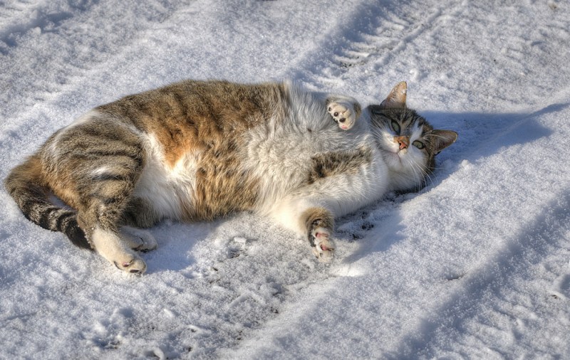 Кот в снегу
