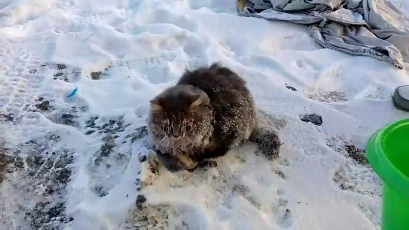 Животные замерзают зимой