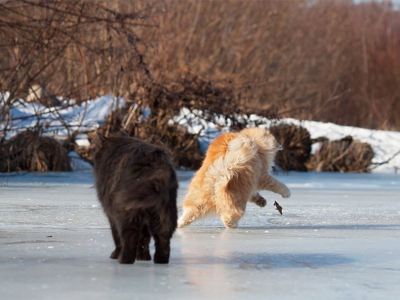 Кот скользит