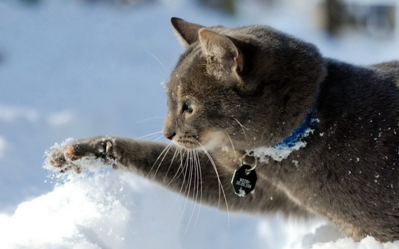 Котенок в снегу