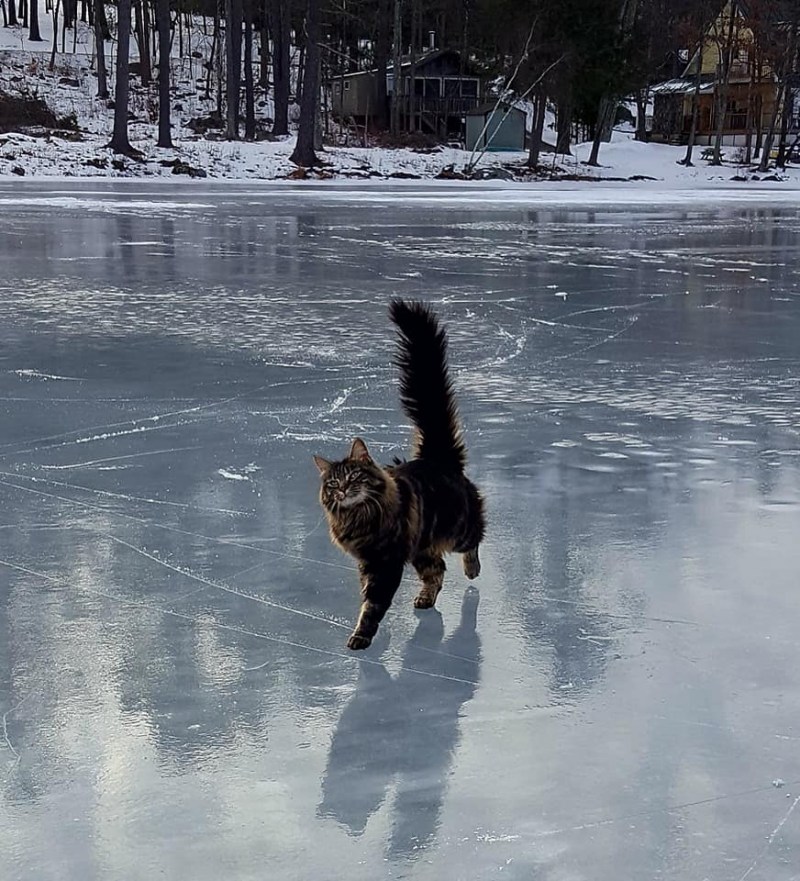 Скользко кот