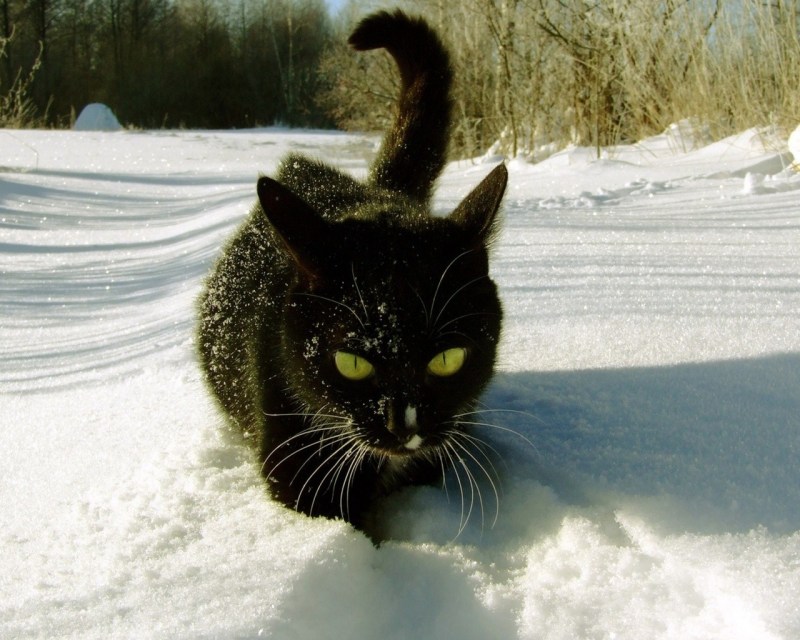 Черная кошка зима