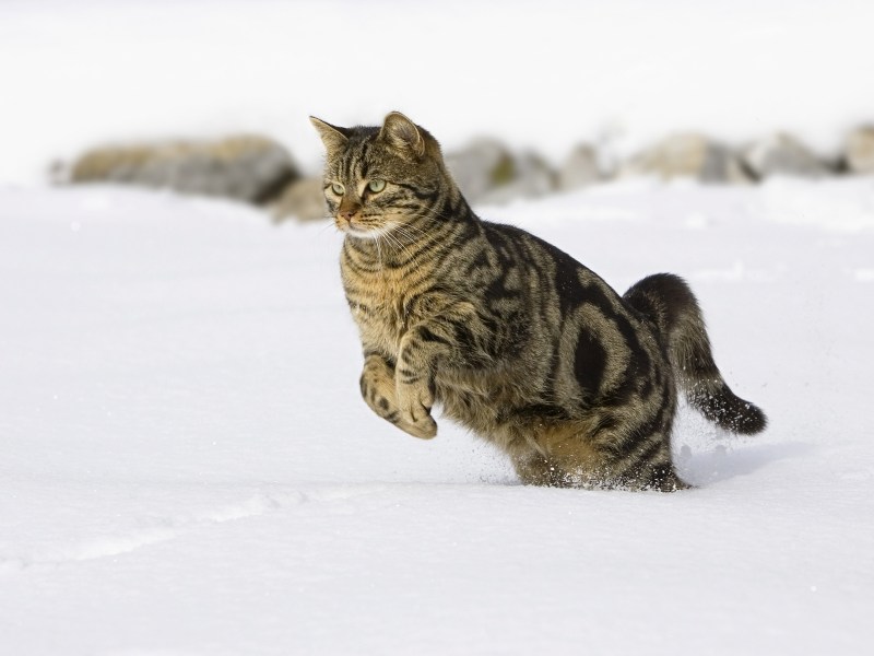 Котенок в снегу