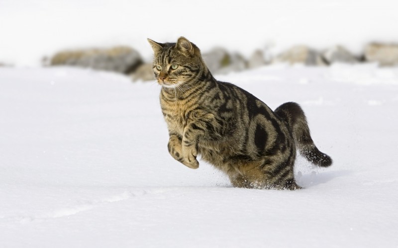 Кот бежит в снегу