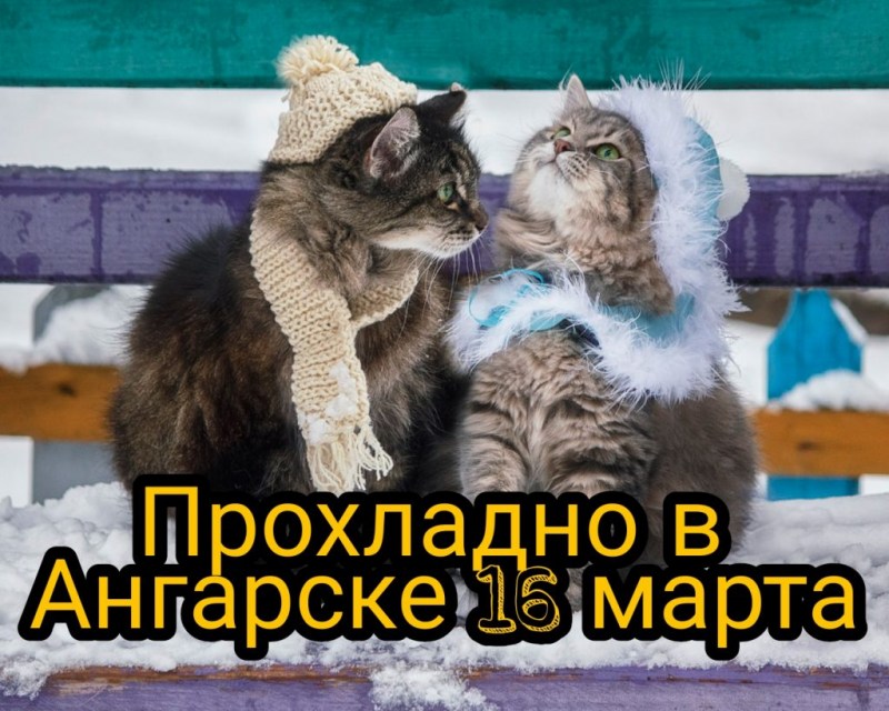 Котики зимой