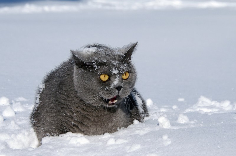 Опять снег