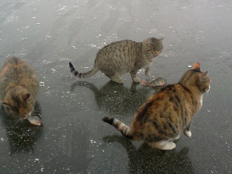 Коты на зимней рыбалке