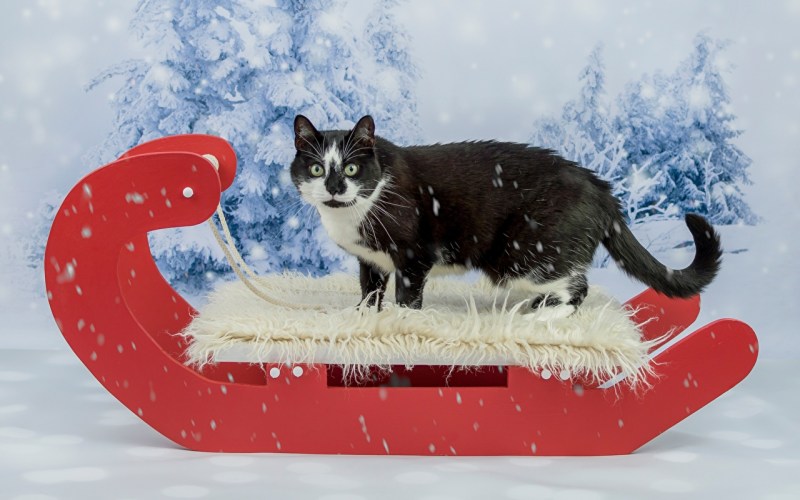 Зимний кот