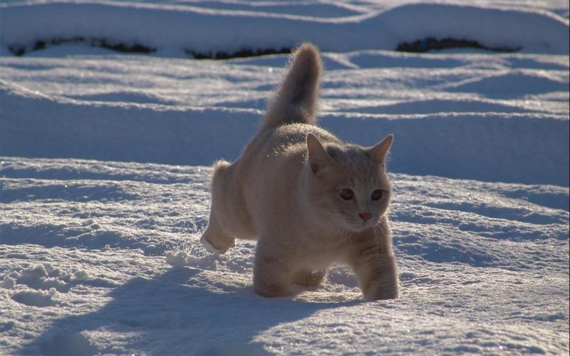 Снежный котенок