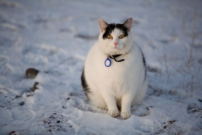 Аляскинский снежный кот
