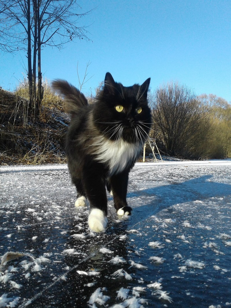 Кошки по льду