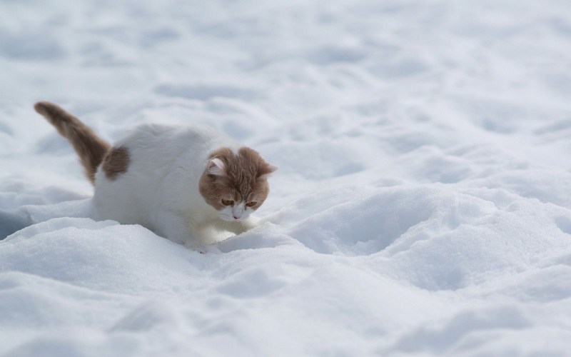 Кошки зимой