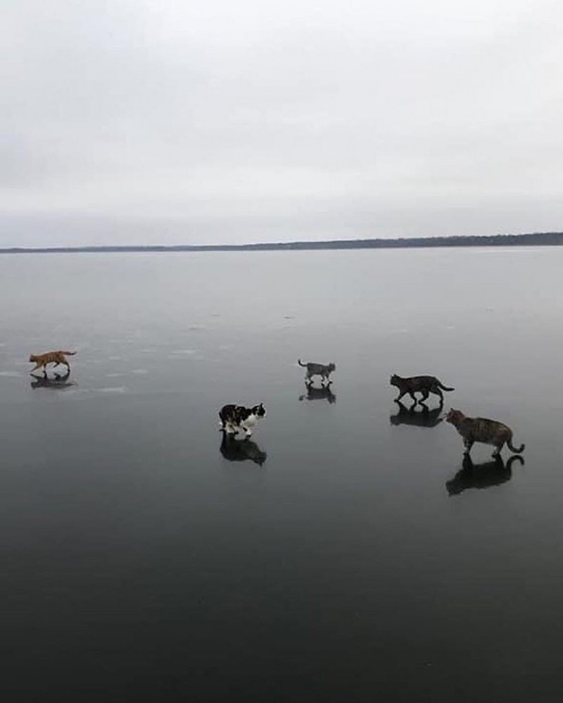 Никакой политики просто кот