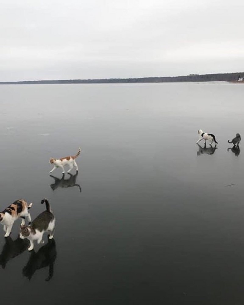 Котики на льду