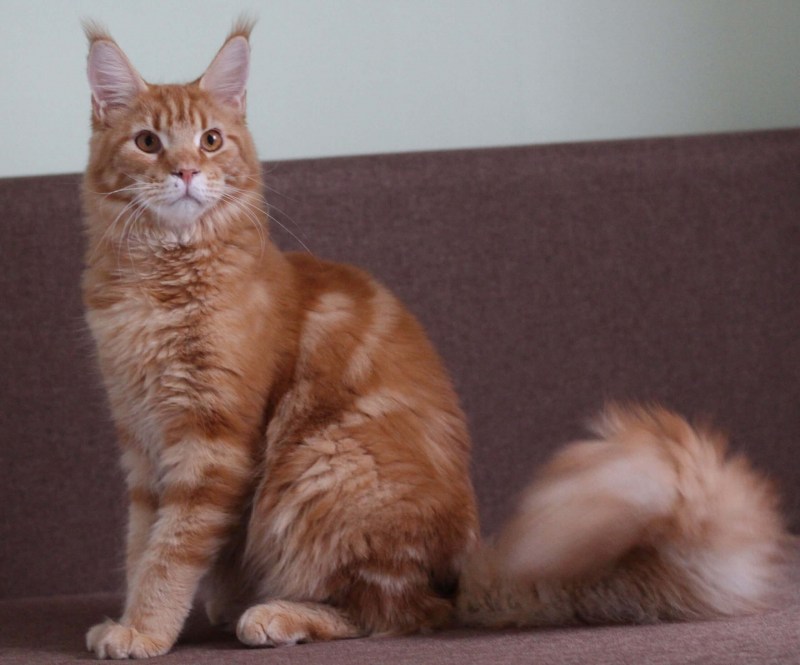 Рыжий мраморный кот