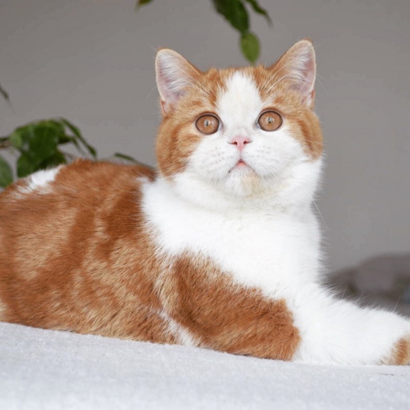 Шотландский скоттиш страйт красный мрамор
