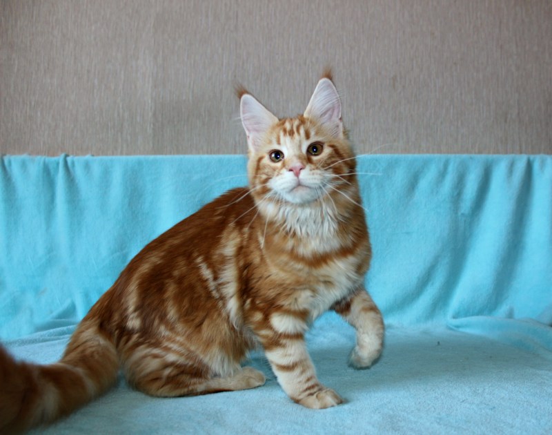 Сибирский кот красный мрамор