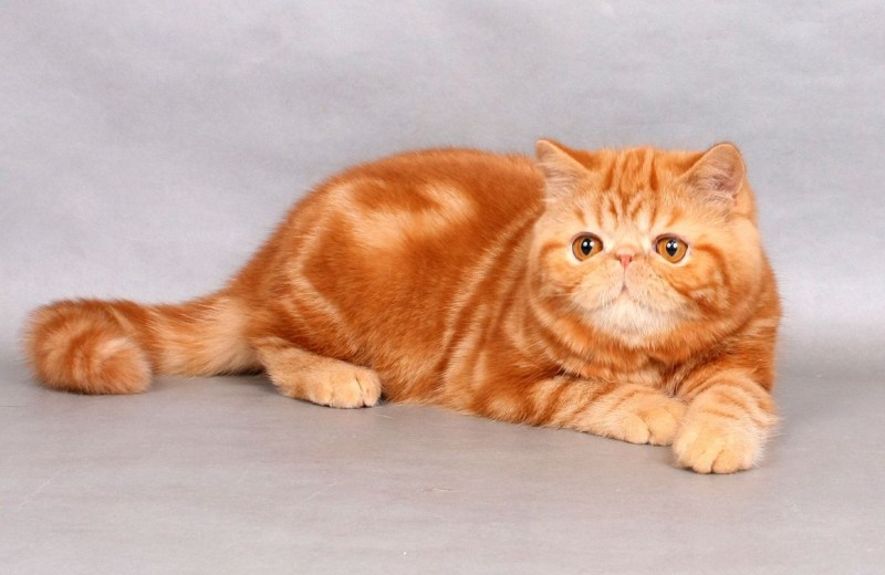 Сибирский кот красный мрамор