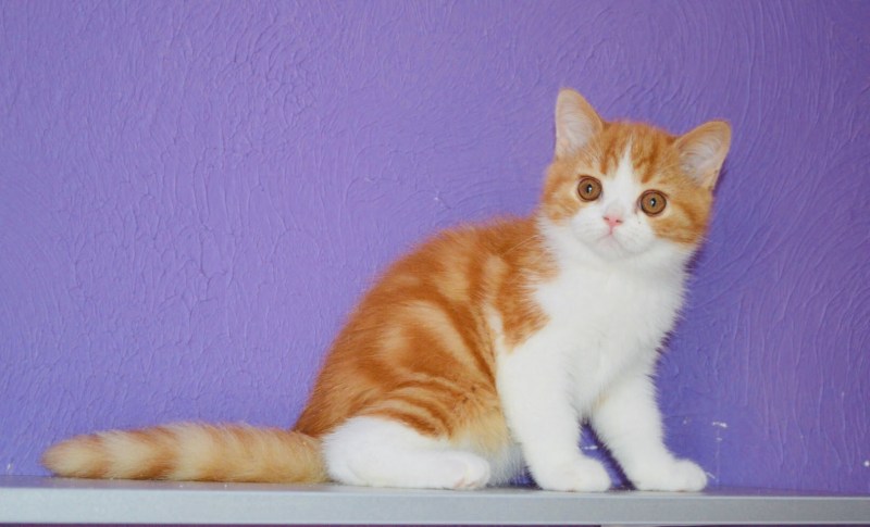 Красный мрамор Сибирская кошечка