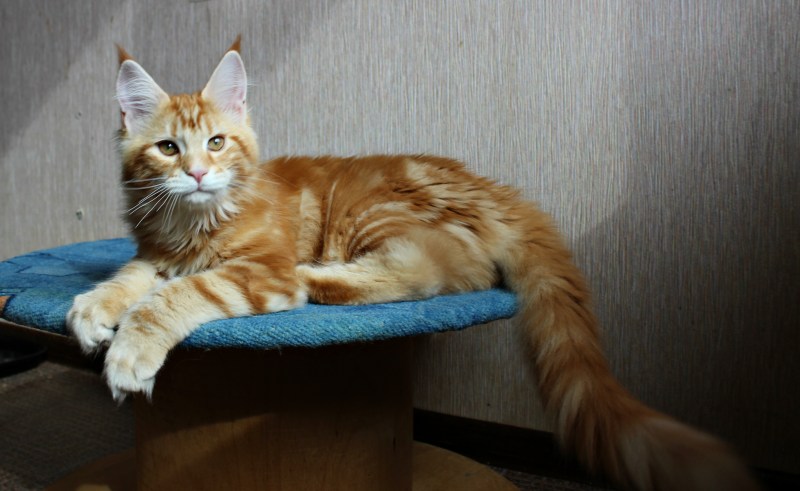 Рыжие британские мраморные котята