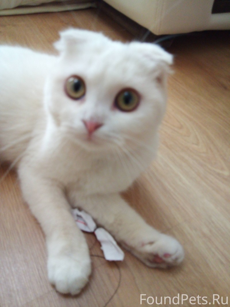 Вислоухий скоттиш фолд белый котенок