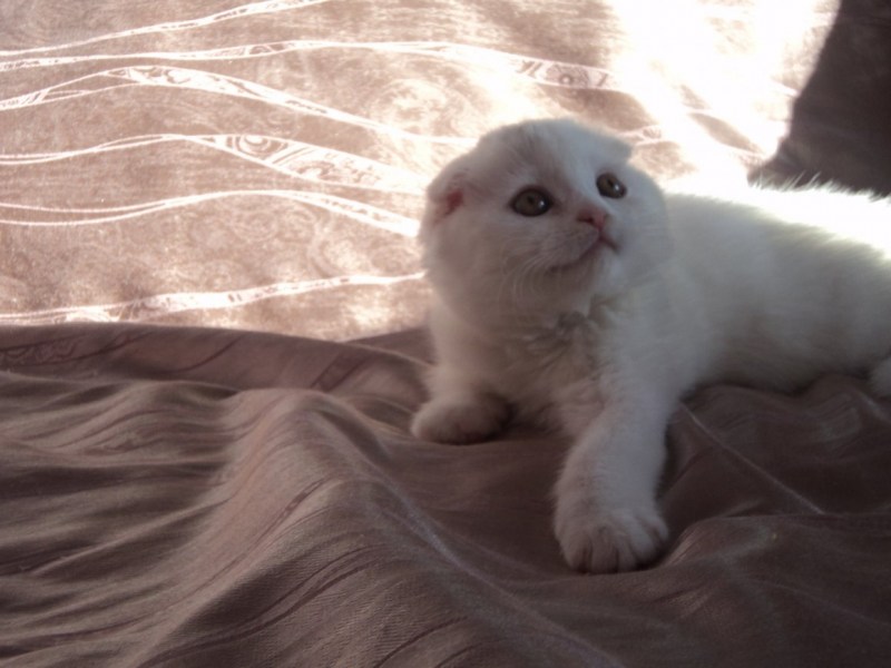 Шотландская вислоухая кошка полосатая