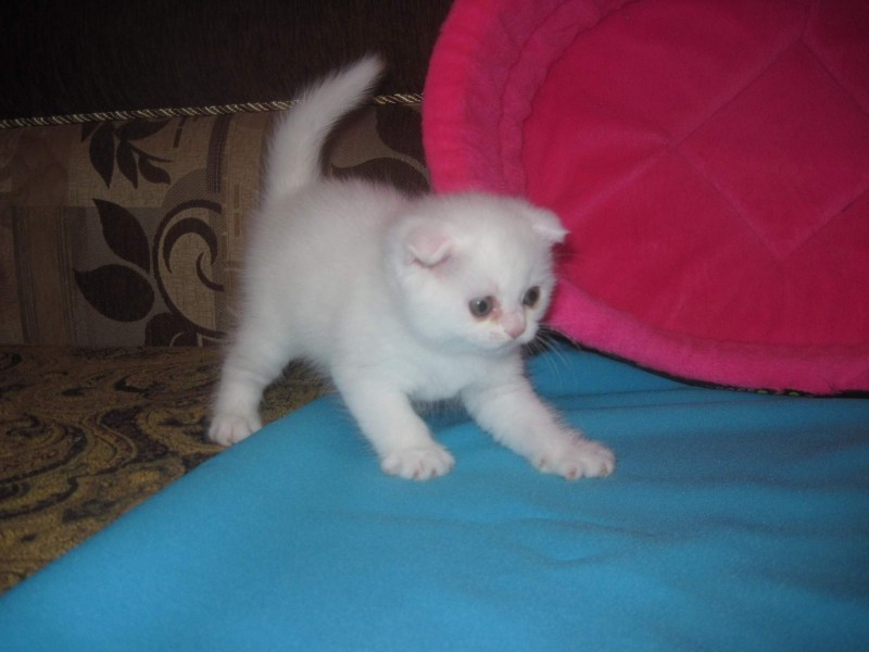 Бурмилла короткошерстная