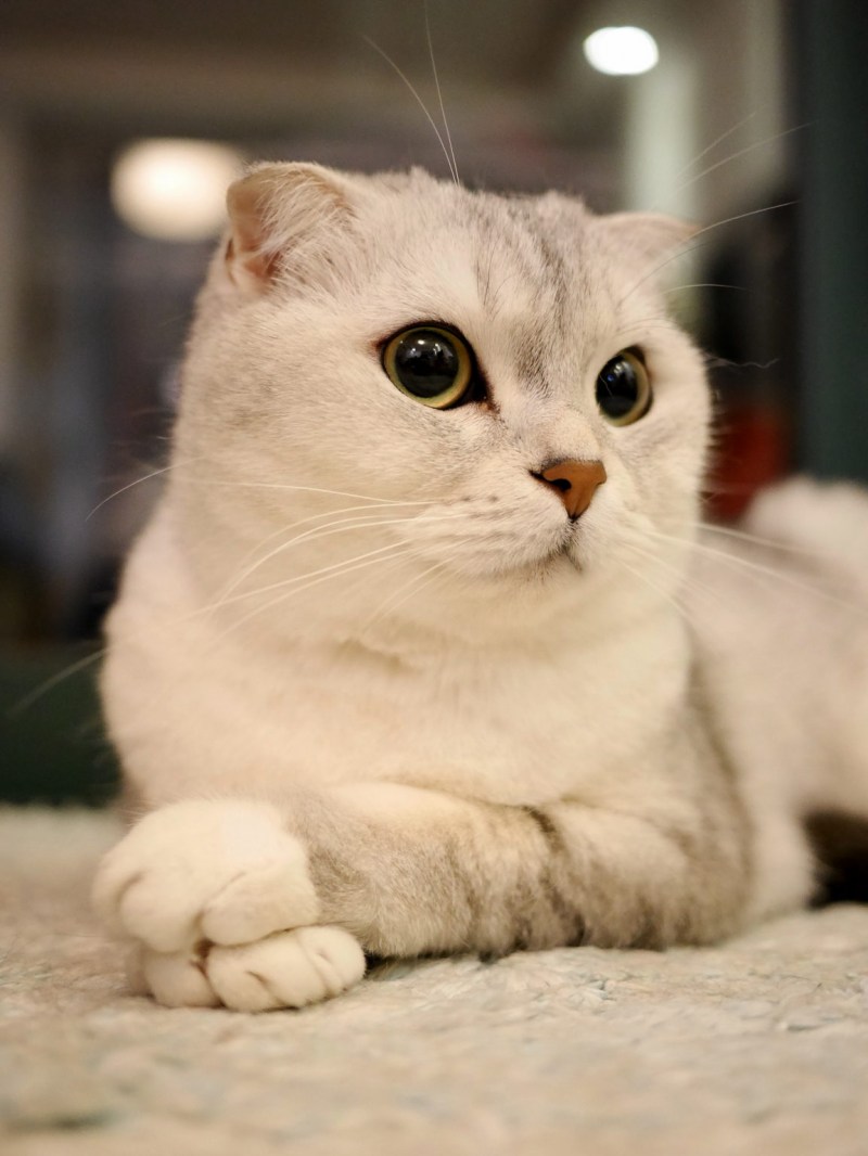 Беленький вислоухий котенок