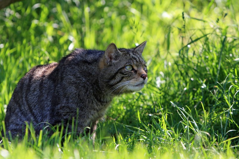 Шотландская Лесная кошка