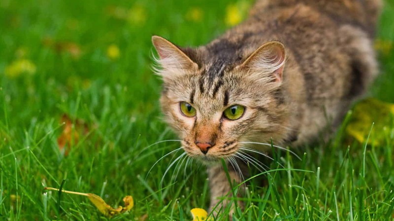 Коты охотятся